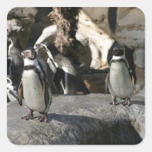 Pingüino de Humboldt Calcomanias Cuadradas