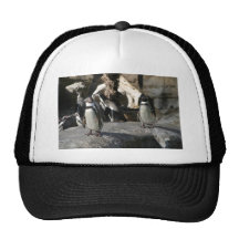 Pingüino de Humboldt Gorra