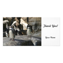 Pingüino de Humboldt Plantilla Para Tarjeta De Foto