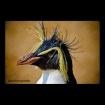 Pingüino de Rockhopper ......... posters