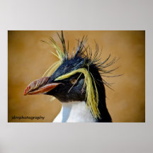 Pingüino de Rockhopper ......... Impresiones