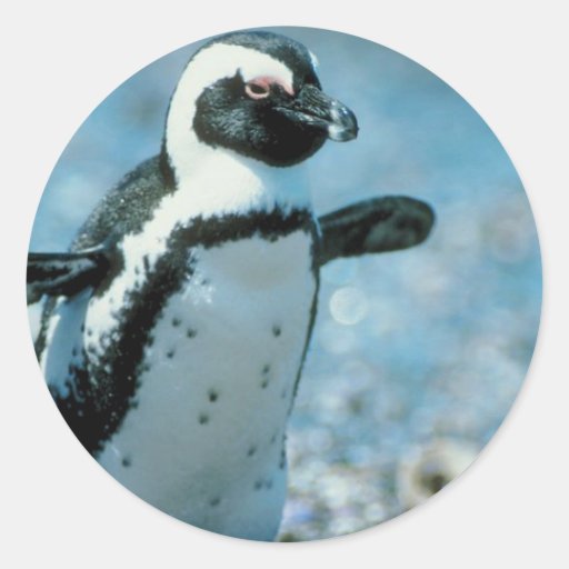 Pingüino lindo etiquetas  