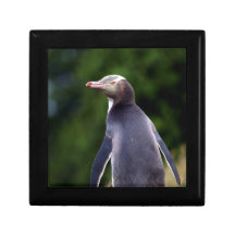 Pingüino observado amarillo caja de regalo