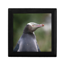 Pingüino observado amarillo Nueva Zelanda Caja De Joyas