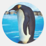 Pingüino solitario pegatina