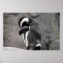 Pingüino tímido posters