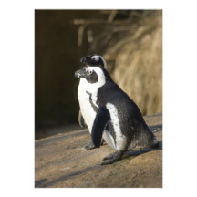 Pingüinos africanos comunicado