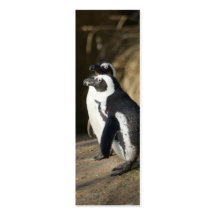 Pingüinos africanos plantilla de tarjeta de negocio