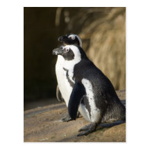 Pingüinos africanos tarjeta postal