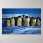 Pingüinos de emperador por claro de luna impresiones