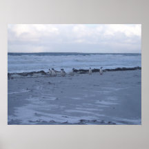 Pingüinos de Malvinas Posters