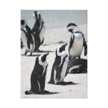 Pingüinos de Suráfrica Impresiones En Lienzo Estiradas