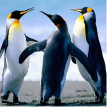 Pingüinos Escultura Fotográfica