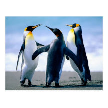 Pingüinos Foto Maravilhosa Tarjetas Postales
