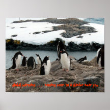 Pingüinos glaciales de Gentoo que se calientan Poster