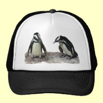 Pingüinos gorras