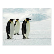 Pingüinos tres postales