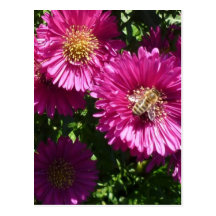 Pink Aster - Postcard Postkarten