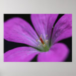 PinkFlower Poster