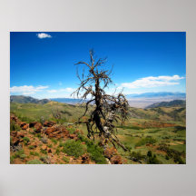 Pino de Bristlecone Posters