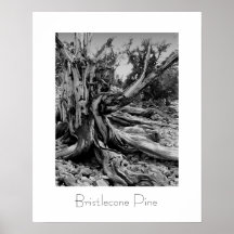Pino de Bristlecone Posters