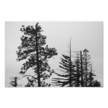 Pinos centrales de Oregon blancos y negros Impresiones Fotográficas