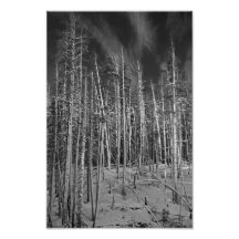 Pinos del invierno en Yellowstone Arte Con Fotos