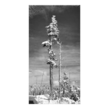 Pinos Nevado de la impresión de la bella arte en b Arte Fotografico