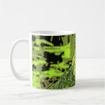 Pinos Taza