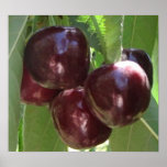 Pintura al óleo de las cerezas dulces poster