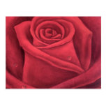 Pintura de la flor del rosa rojo - multi postales