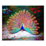Pintura del pavo real del vintage impresión fotográfica
