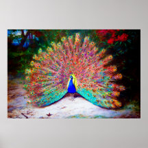 Pintura del pavo real del vintage poster