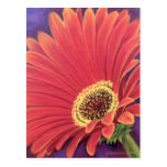 Pintura roja de la flor de la margarita - multi postales