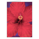 Pintura roja de la flor del hibisco - multi tarjetón