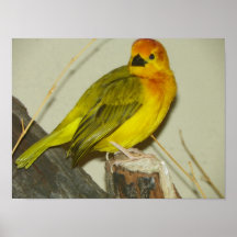 pinzón con cresta amarillo posters