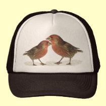 Pinzones de casa gorras