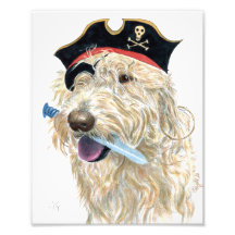 Pirata Labradoodle poner crema Fotografias