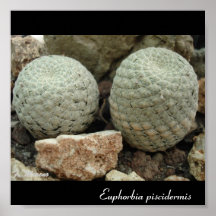 Piscidermis del euforbio impresiones
