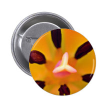 Pistil y estambre de las flores blancas de un tuli pin