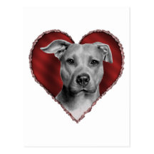 Pitbull con el corazón tarjeta postal