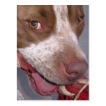 Pitbull fresco tarjetas postales