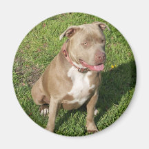 Pitbull pacífico imán
