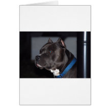 Pitbull Terrier americano Felicitacion