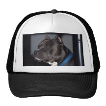 Pitbull Terrier americano Gorro