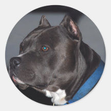 Pitbull Terrier americano Pegatina Redonda