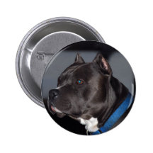 Pitbull Terrier americano Pin