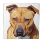 Pitbull Terrier Tejas Ceramicas