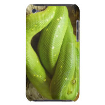Pitón verde del árbol iPod touch cárcasa