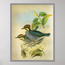 Pitta azul poster